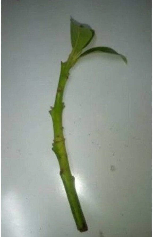 Fuerte Avocado Scion Cuttings for Grafting – 4 Fresh Propagation Material for Fruit Tree Cultivation
