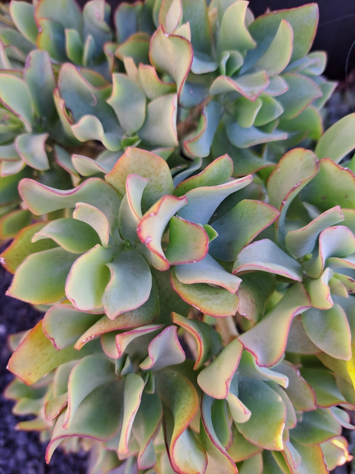 Ripple Jade Cuttings - 5 Unrooted Crassula arborescens Succulent Propagation for Indoor & Outdoor Planting