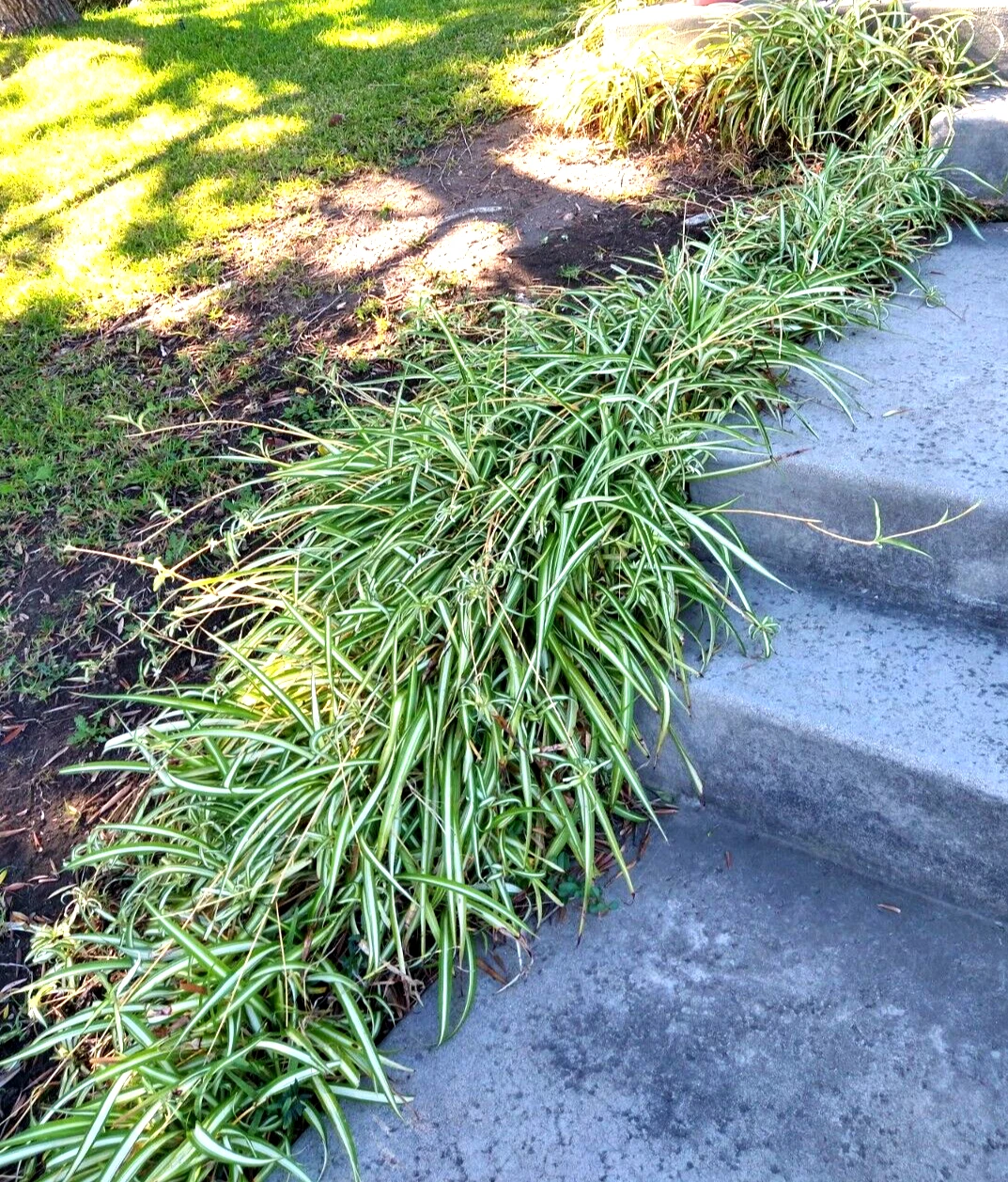 Spider Plant Cuttings with Roots - Chlorophytum Comosum Live Plantlets for Indoor Propagation, Lot of 15