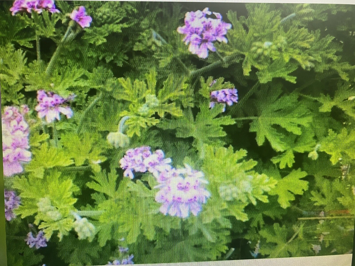 Pelargonium Citronella Rose-Scented Geranium Cuttings – 4 Pink Flower Propagation Plants, Ornamental Foliage, Pelargonium citronella