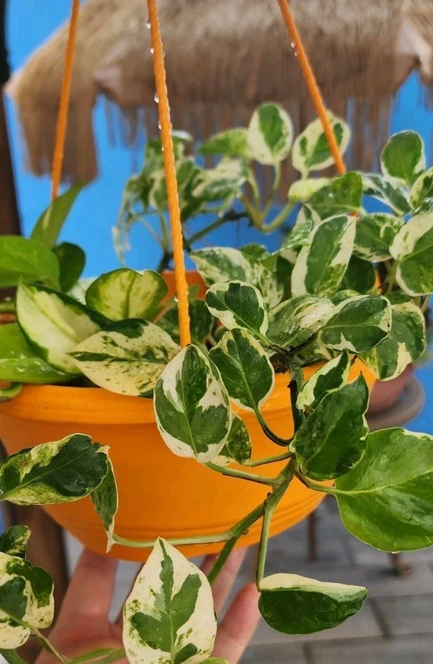 N’Joy Pothos Rooted Cuttings – Variegated Epipremnum Aureum Indoor Houseplant, Green & White Foliage, Trailing, Ready to Plant