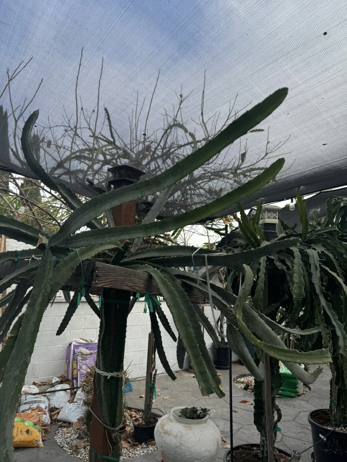 Lisa Dragon Fruit Cutting – 24-36 Inch Unrooted Dragon Fruit Cactus Propagation Climbing Vine Selenicereus/Hylocereus spp.