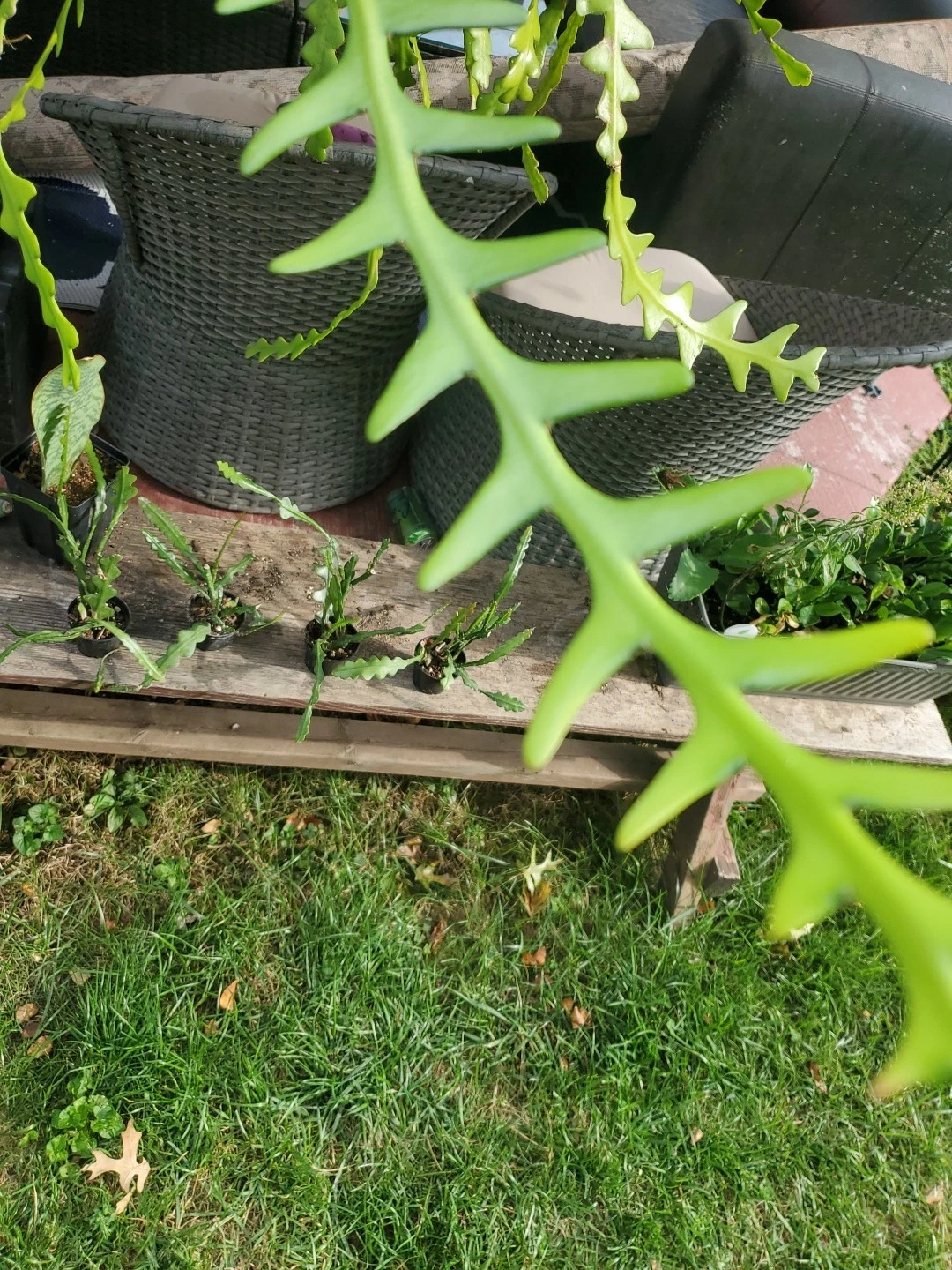 Fishbone Cactus Cuttings Set of 6 | Epiphyllum anguliger | Zig Zag Flat-Stemmed Succulents for Propagation