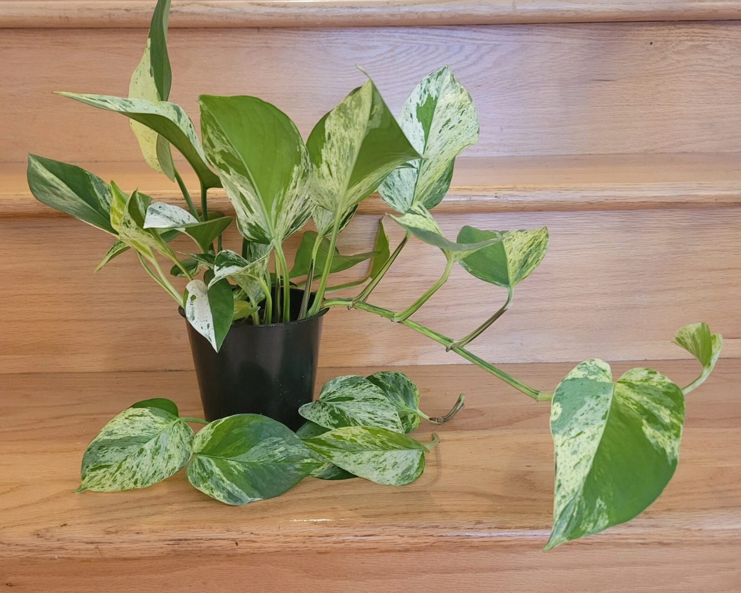 Unrooted Golden Jade Pothos Cuttings Set of 3, Variegated Epipremnum aureum for Propagation, Indoor Trailing Houseplant