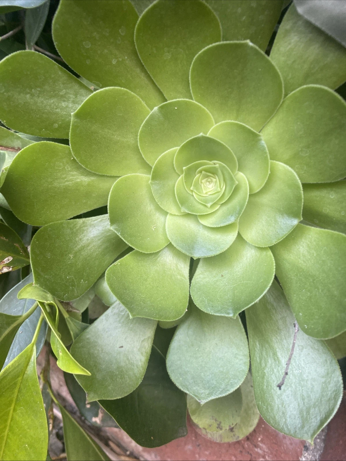 Succulent Plant Cuttings Set of 3 | Aeonium arboreum Rosette Succulents | Large 3-10 Inch Rosettes for Propagation & Containers