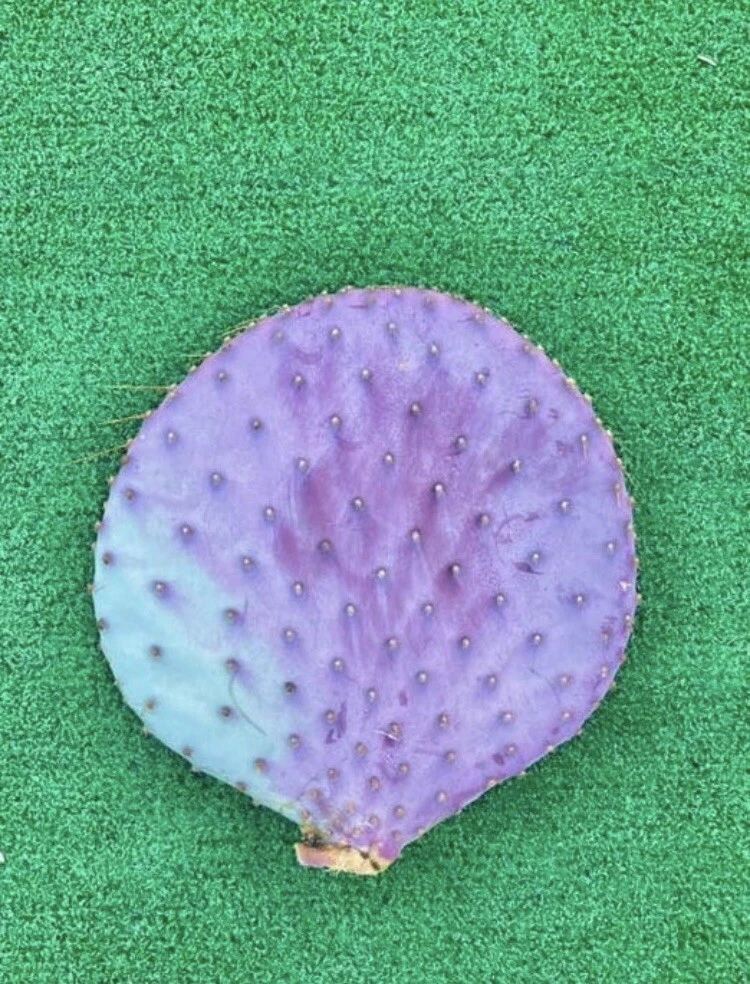 Santa Rita Purple Prickly Pear Cutting – 6 Inch Unrooted Opuntia santa-rita for Propagation, Cactus Segment for Xeriscape Gardens
