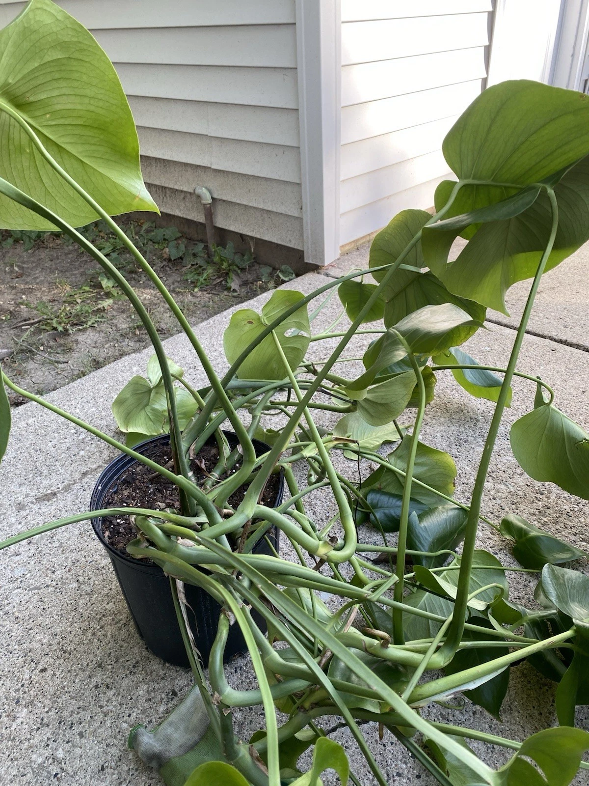 Live Monstera Deliciosa Plant Cutting – Rooted Divided Houseplant for Indoor Growing, Tropical Foliage, Swiss Cheese Plant