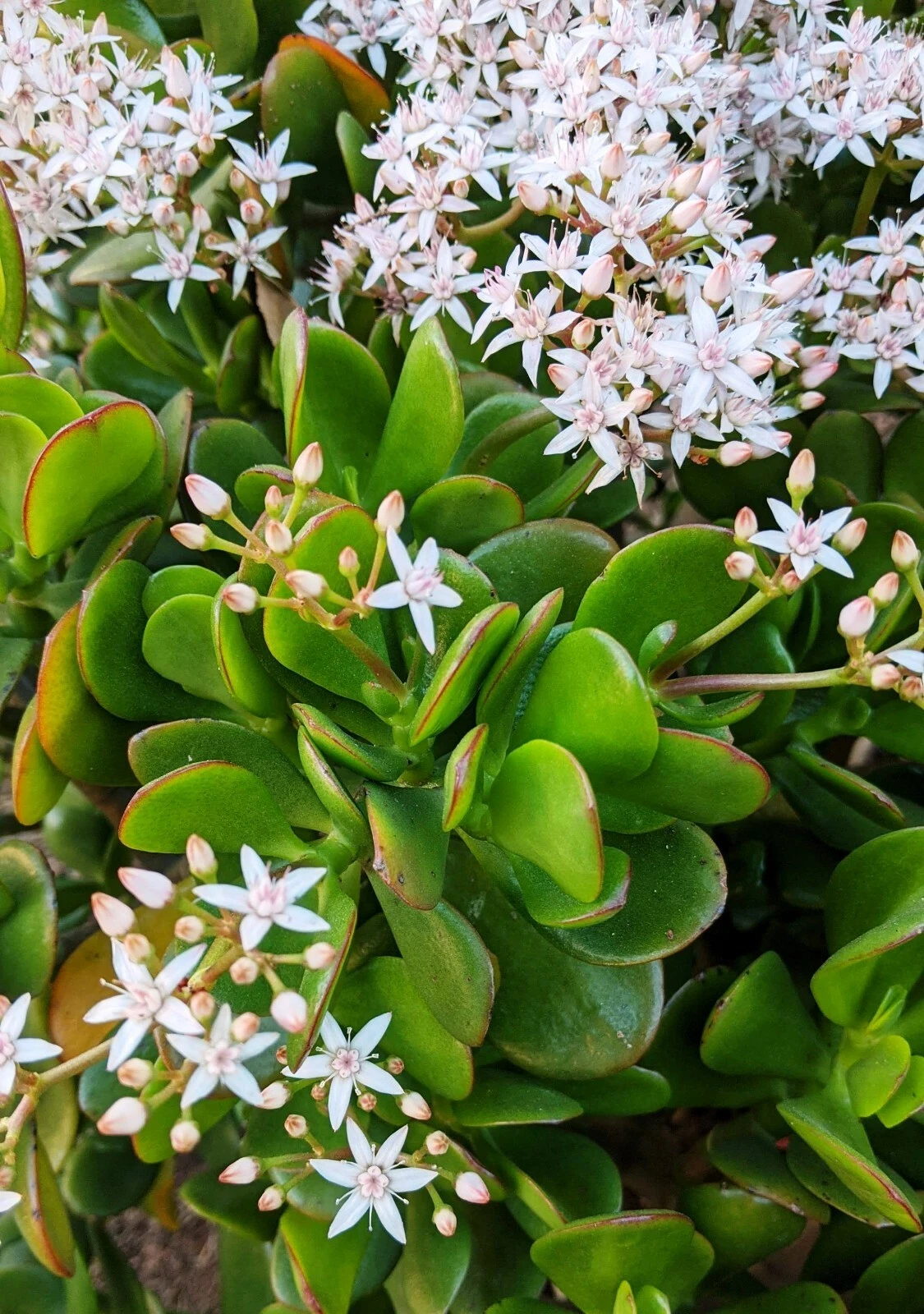 Jade Plant Succulent Cuttings – 3 Live Unrooted Crassula ovata Propagation Stems 3-5 Inches