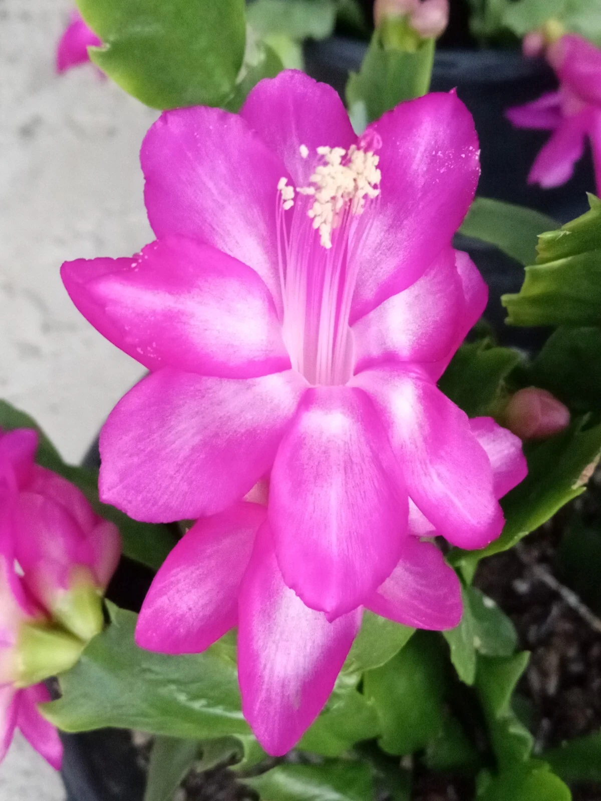 Thanksgiving Cactus Magenta Schlumbergera, 5 Live Plants, Indoor Houseplant, Zygocactus, Seasonal Blooms
