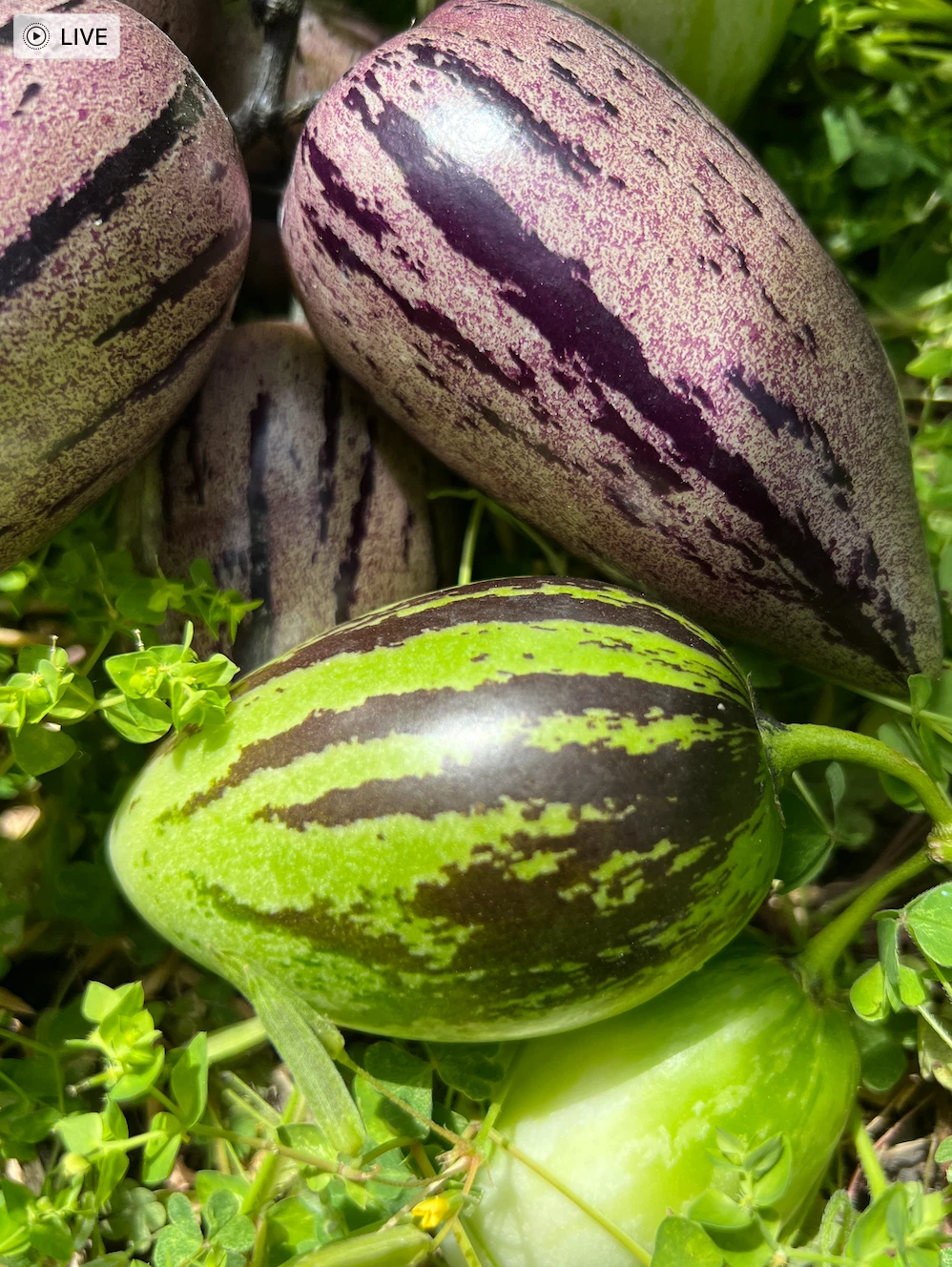 Pepino Melon Cuttings – 12 Live Unrooted Solanum Muricatum Varieties Vista Zebra Stripy Purple