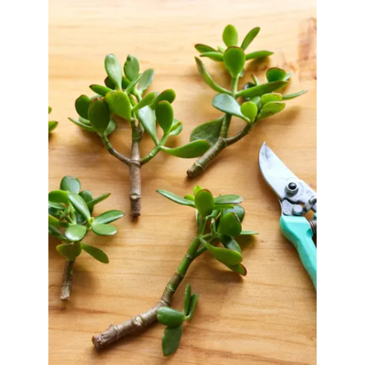 Unrooted Jade Plant Succulent Cuttings – 20 Green Crassula ovata Propagation Pieces, 2-5 Inches