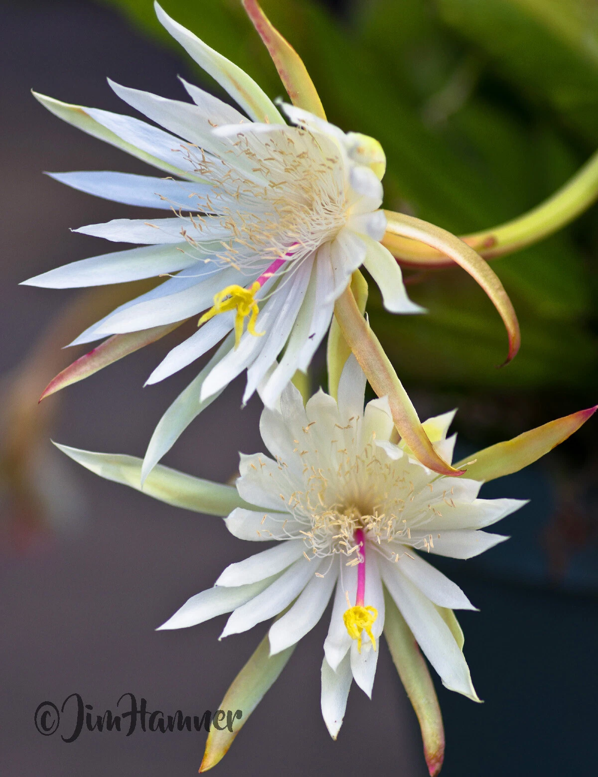 Epiphyllum Hookeri Orchid Cactus Cuttings – 2 Unrooted 8-10 Inch Night Blooming Epiphytic Cactus Clippings