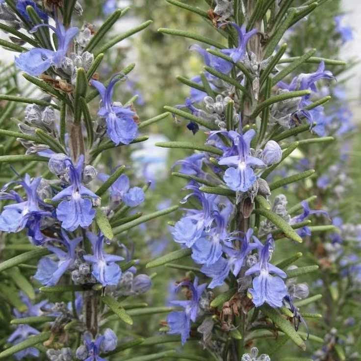 Fresh Rosemary Live Cuttings - 12 Pack, 10-Inch, Salvia rosmarinus, Evergreen Herb for Propagation & Gardening