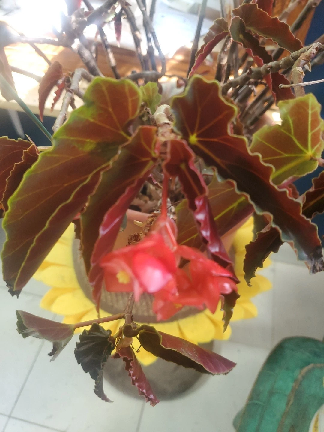 Angel Wing Begonia Cuttings – Unrooted Cane-Type Propagation Mix with Pink & Torch Varieties