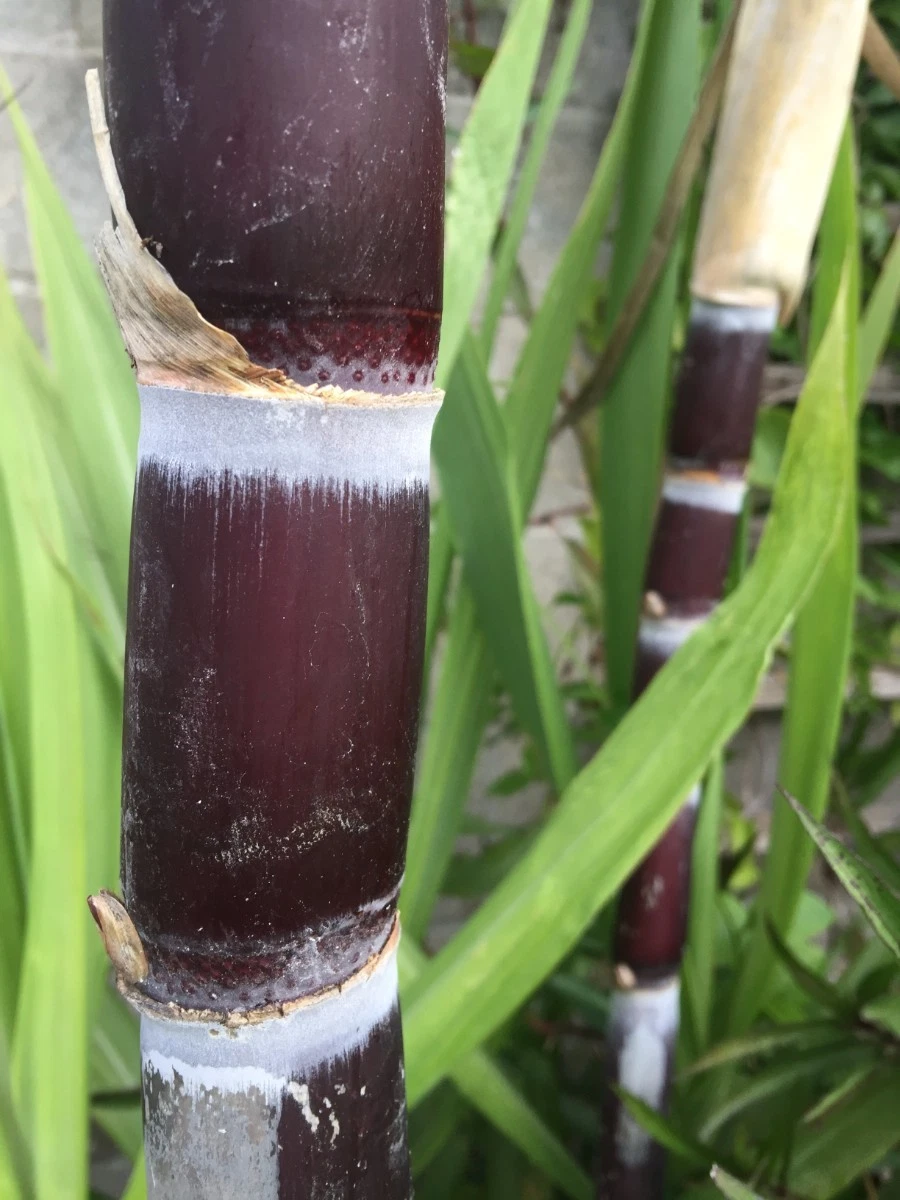 Unrooted Sugarcane Cuttings – 3 Saccharum officinarum Purple Variety for Garden Planting & Propagation