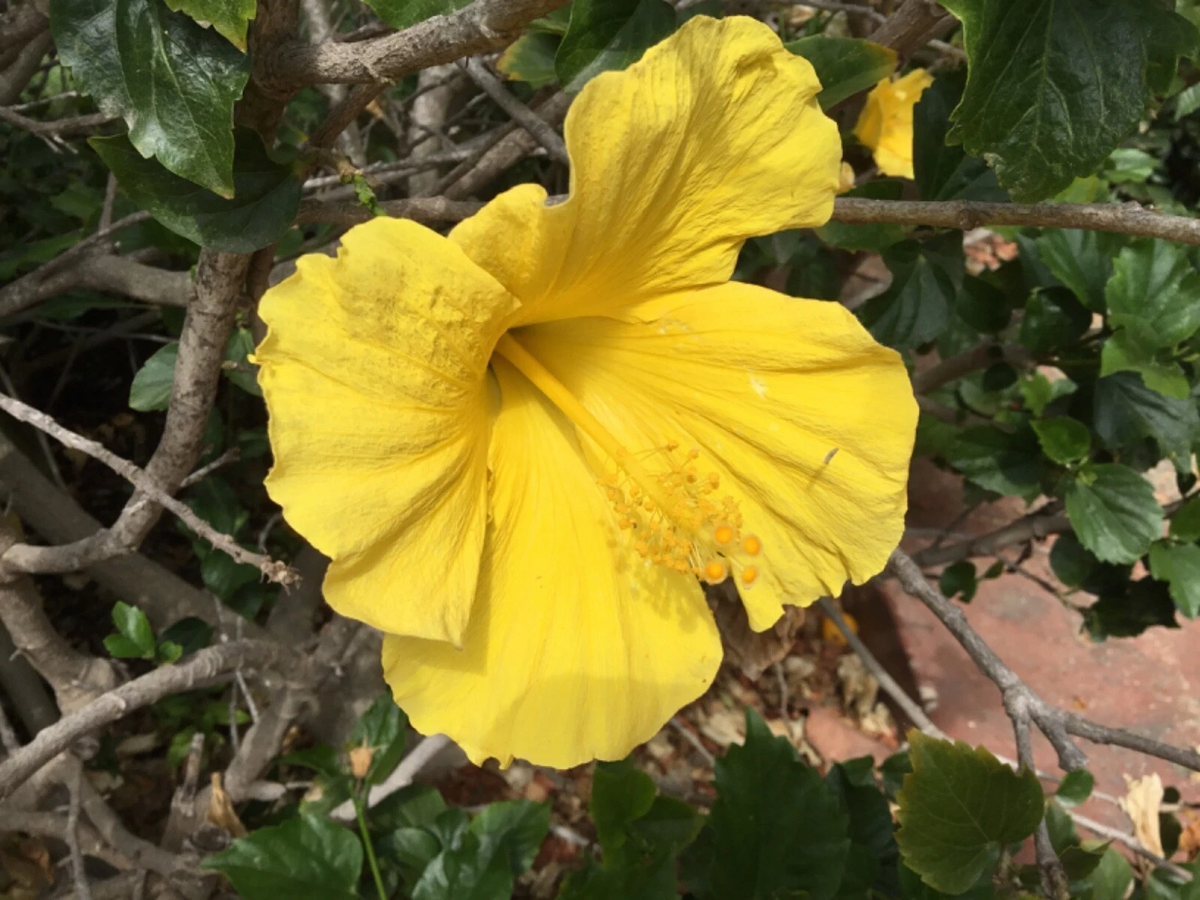 Hibiscus Primrose Beauty Cuttings – 10 Unrooted Propagation Clippings for Indoor & Outdoor Growing Hibiscus ‘Primrose Beauty’