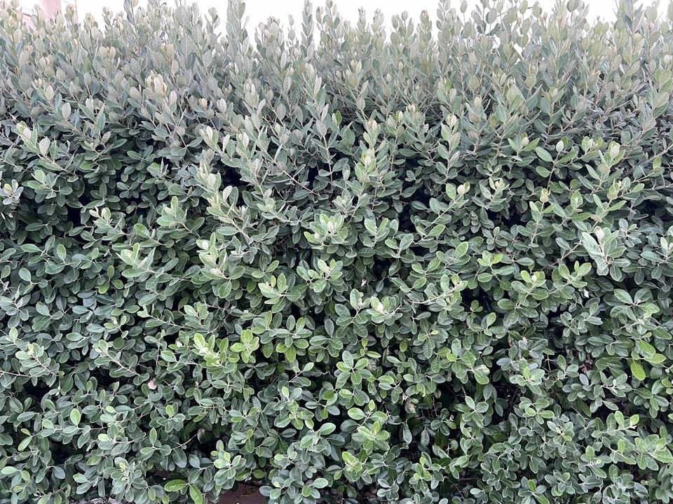 Pineapple Guava Feijoa Cuttings – 10 Unrooted Acca sellowiana Propagation Material, 6–8 Inch, Hardy Zones 7b–11