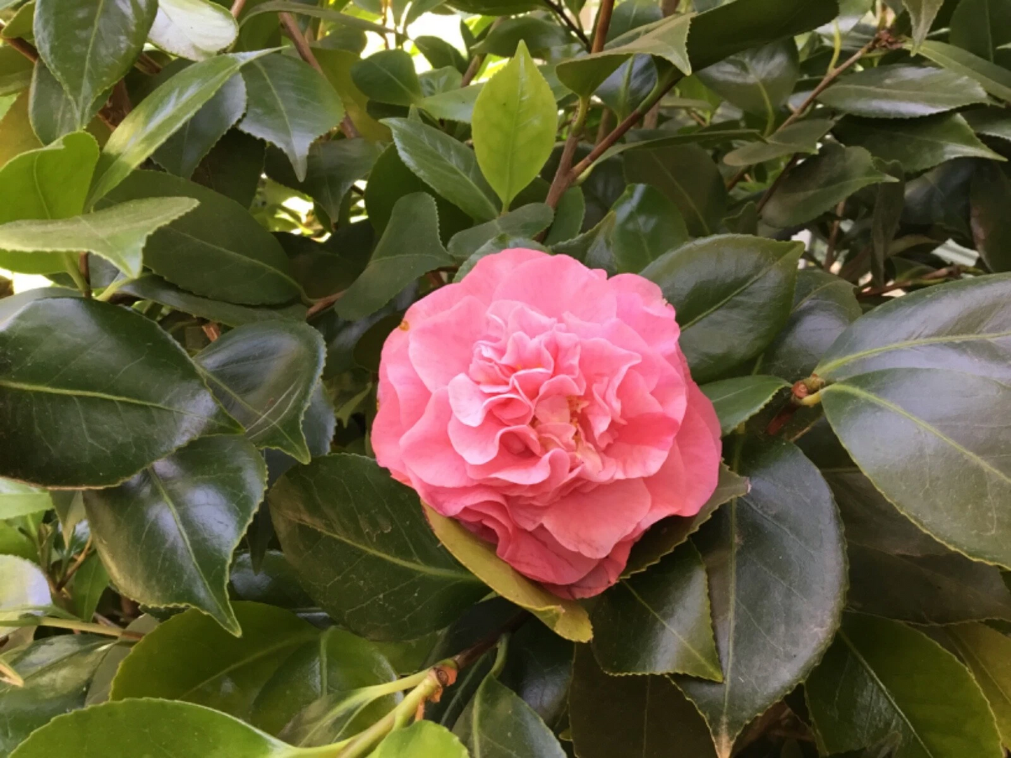 Camellia Pink Ruffle Cuttings Set of 10 Unrooted Live Woody Propagation Pieces for Ornamental Evergreen Shrubs