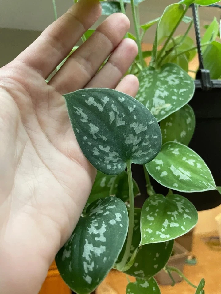 Silver Pothos Cuttings Set of 4 | Scindapsus pictus ‘Argyraeus’ Indoor Propagation Nodes