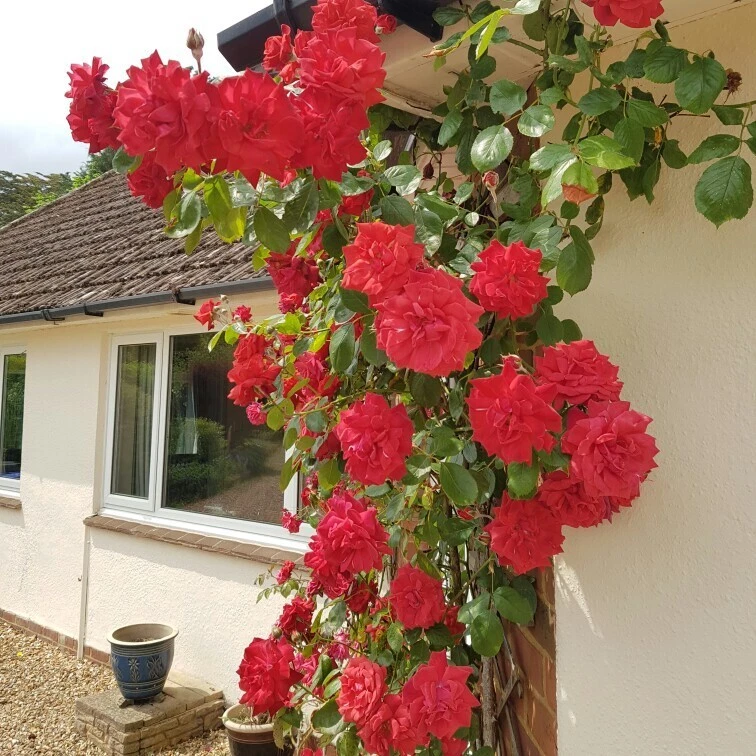 Prince’s Trust Rose Cuttings – 6 Live Unrooted English Legend Climbing Rose Propagation Cuttings