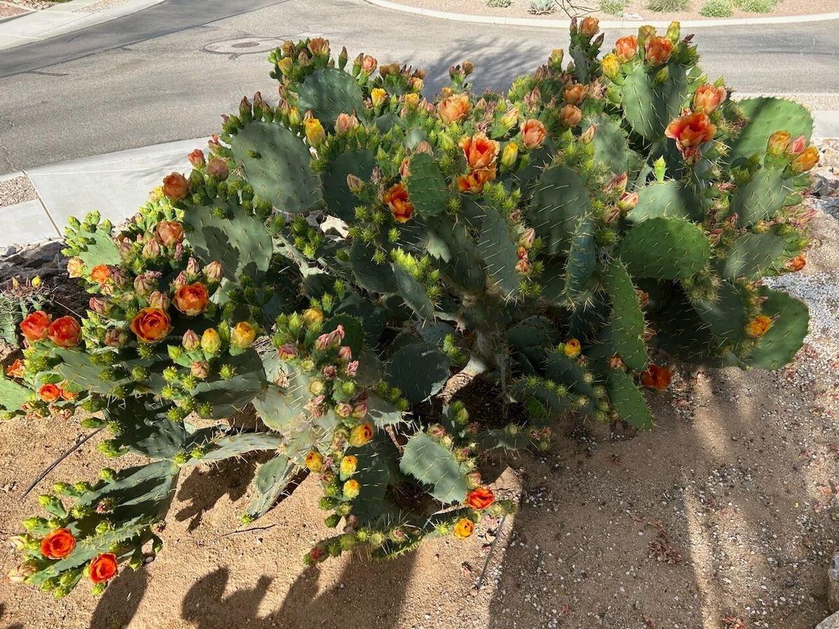 Opuntia Orange Jubilee Prickly Pear Cactus Pad Cutting Unrooted Live Segment for Propagation