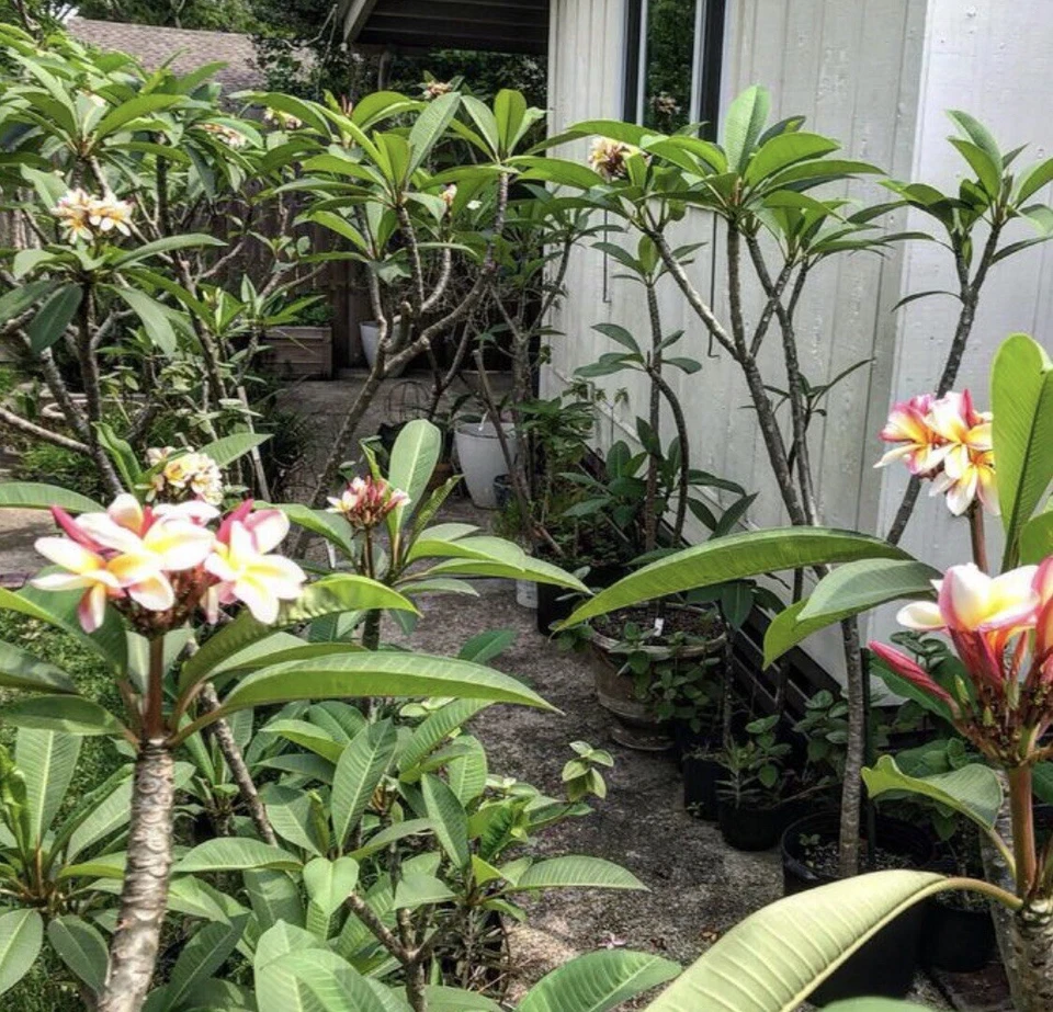 Plumeria Cuttings 8-12 Inches, Tropical Flower Propagation, White Pink Yellow Tricolor, Frangipani Unrooted Plant Cuttings