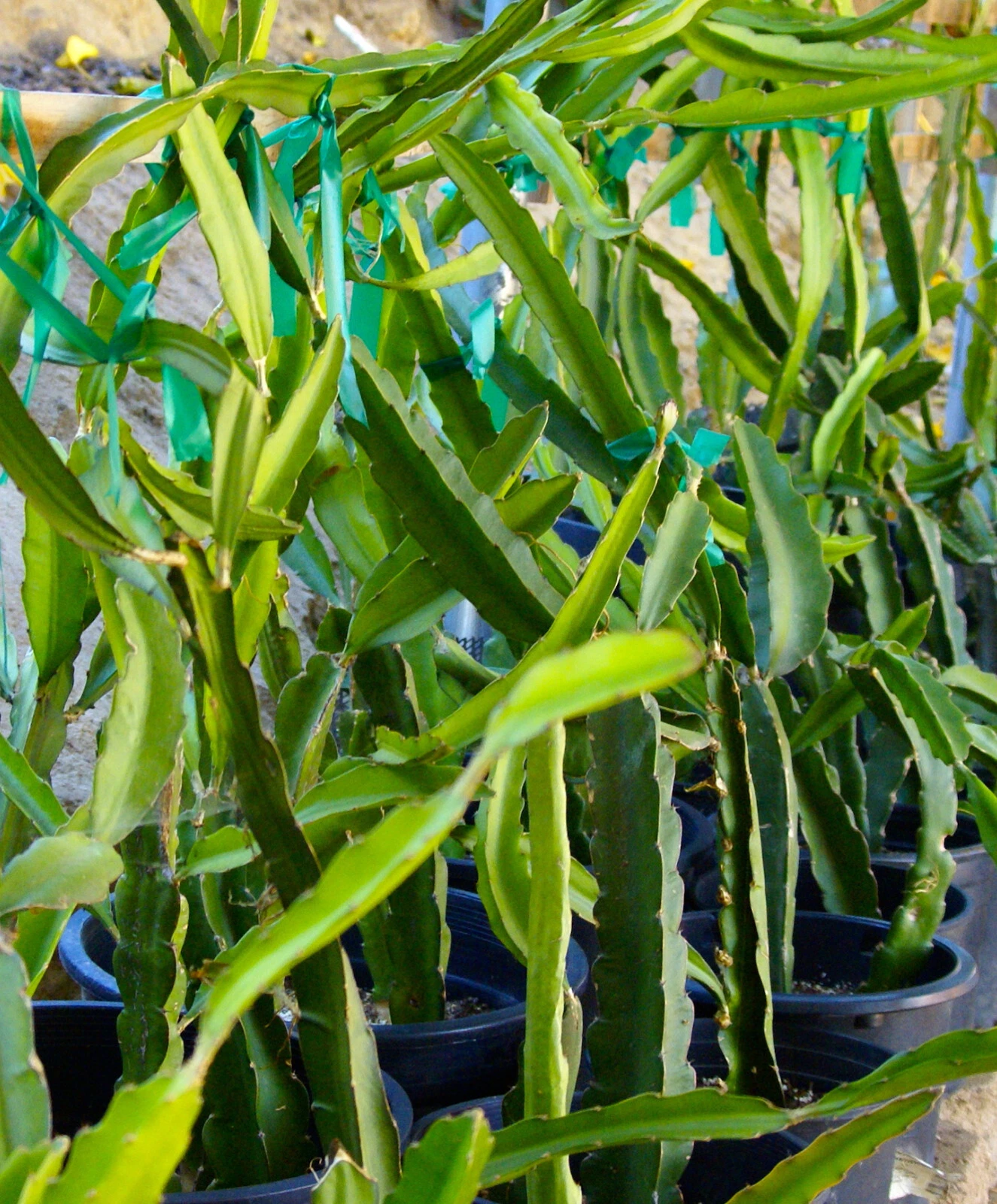 Dragon Fruit Cuttings – 8-10 Inch Live Selenicereus spp. Tropical Climbing Cactus, Self-Fertile, Garden or Container Plant