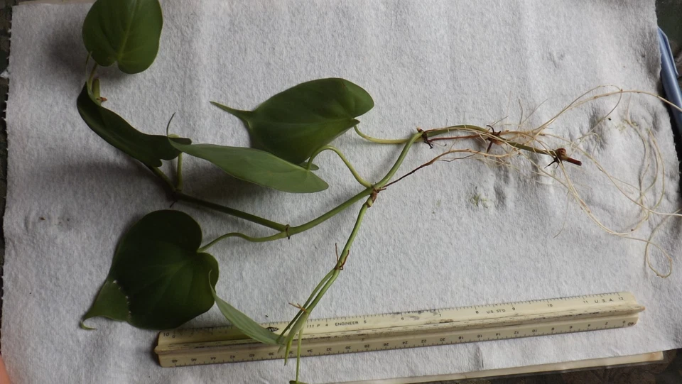 Heart Leaf Philodendron Bare Root Plant with 3 Trailing Vines, Green Foliage, Indoor Houseplant, Philodendron hederaceum