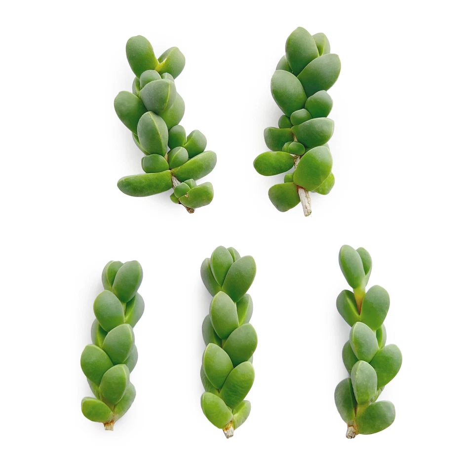 Succulent Cuttings Set of 5 – Corpuscularia Lehmannii & Astridia Velutina Brocade Succulents for Propagation
