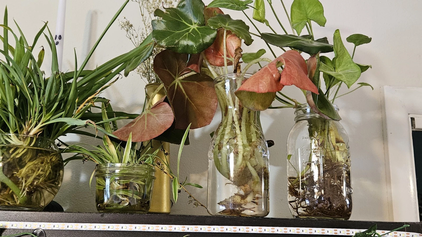 Beefsteak Begonia Cuttings – Begonia erythrophylla Live Plant Propagation for Indoor Houseplants