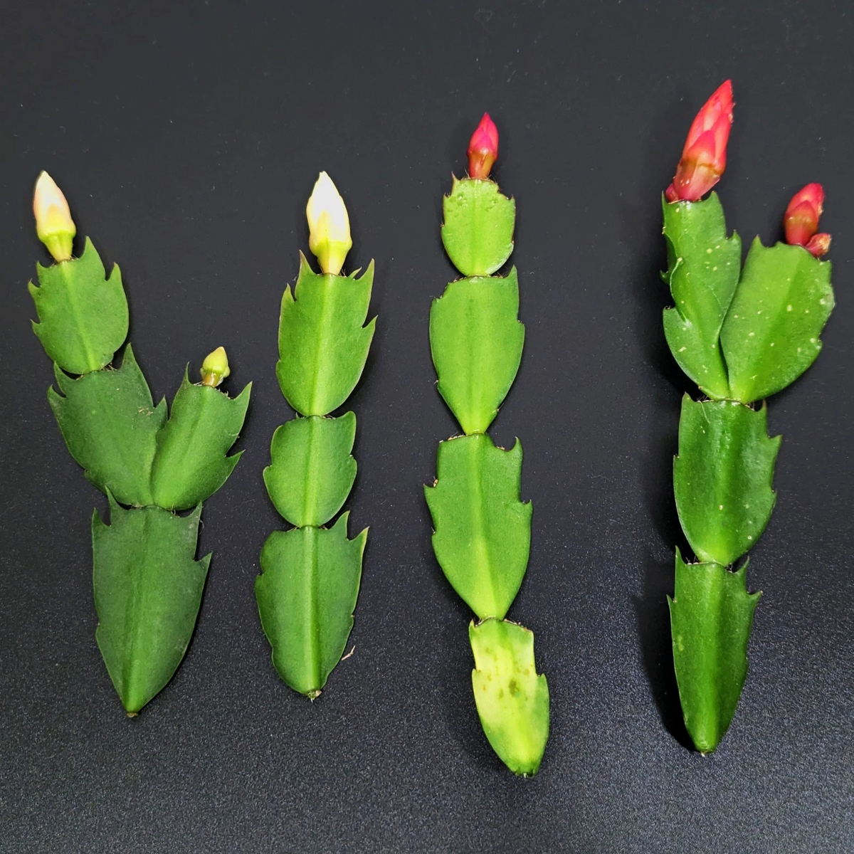 Thanksgiving Cactus Cuttings – 4 Schlumbergera truncata Red & White Propagation Unrooted Cuttings