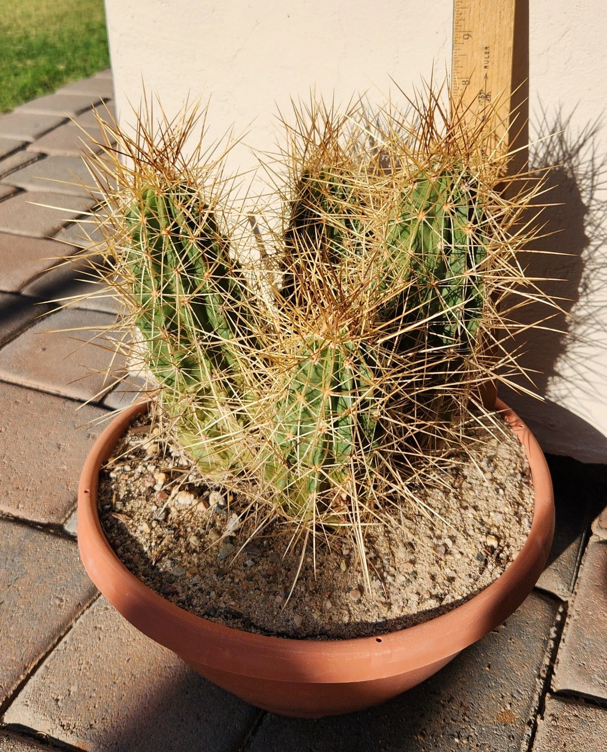 Live Rooted Strawberry Hedgehog Cactus Plant | Echinocereus stramineus | Ornamental Drought-Tolerant Cactus for Pot & Garden