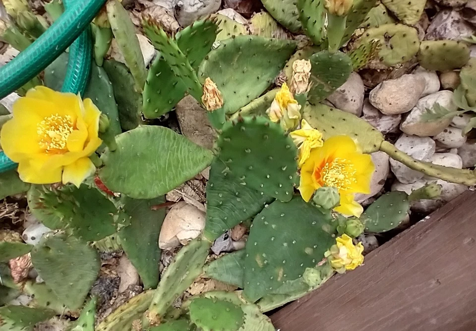Prickly Pear Cactus Pads – 9 Live Opuntia Unrooted Pads with Yellow Flowers, Cold Hardy Outdoor Cacti, Xeriscape & Garden Planting