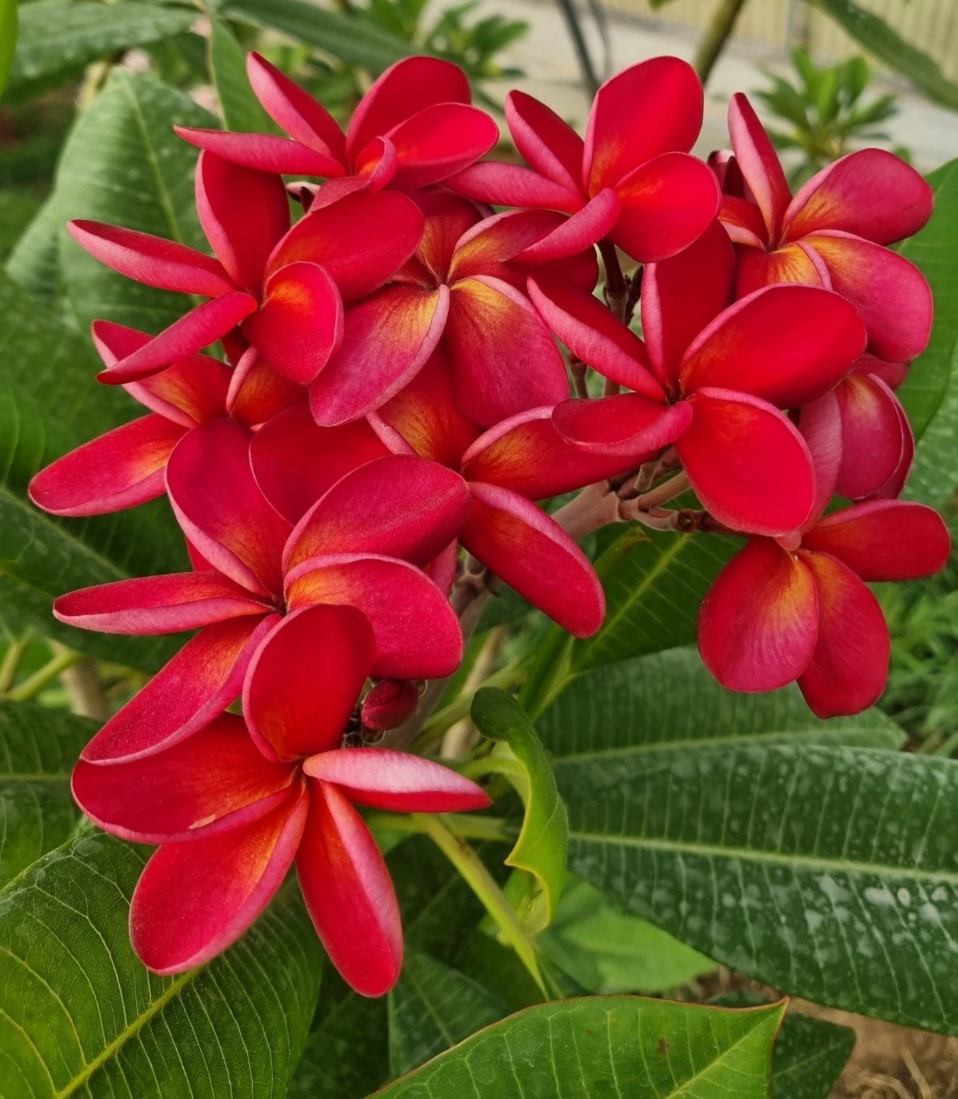 Unrooted Thai Duke Plumeria Cutting - Ornamental Frangipani Branch for Propagation, Garden, Container, Scientific Name: Plumeria ‘Thai Duke’