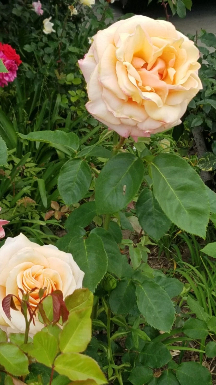 Creamy Apricot Rose Live Cuttings - Unrooted Stem Propagation Set of 3 with Rosy Edges, Garden or Container Rose Plants, Rosa spp.
