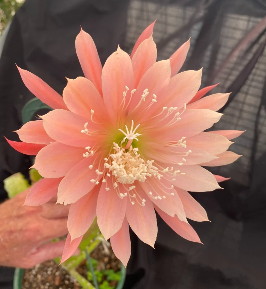 Epiphyllum Orange Fiesta Rooted Plants - Orchid Cactus in 3-Inch Pots, Trailing, Bright Orange Flowers, Indoor & Outdoor Ornamental Cactus