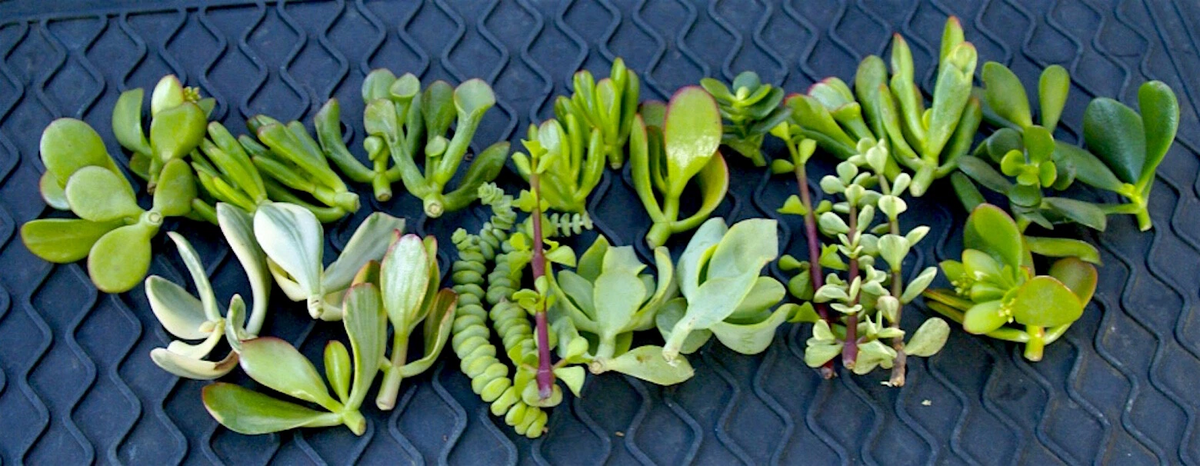 Jade Succulent Cuttings Set – 20+ Live Crassula Varieties for Propagation, Unrooted Jade Plant Clippings with Care Instructions