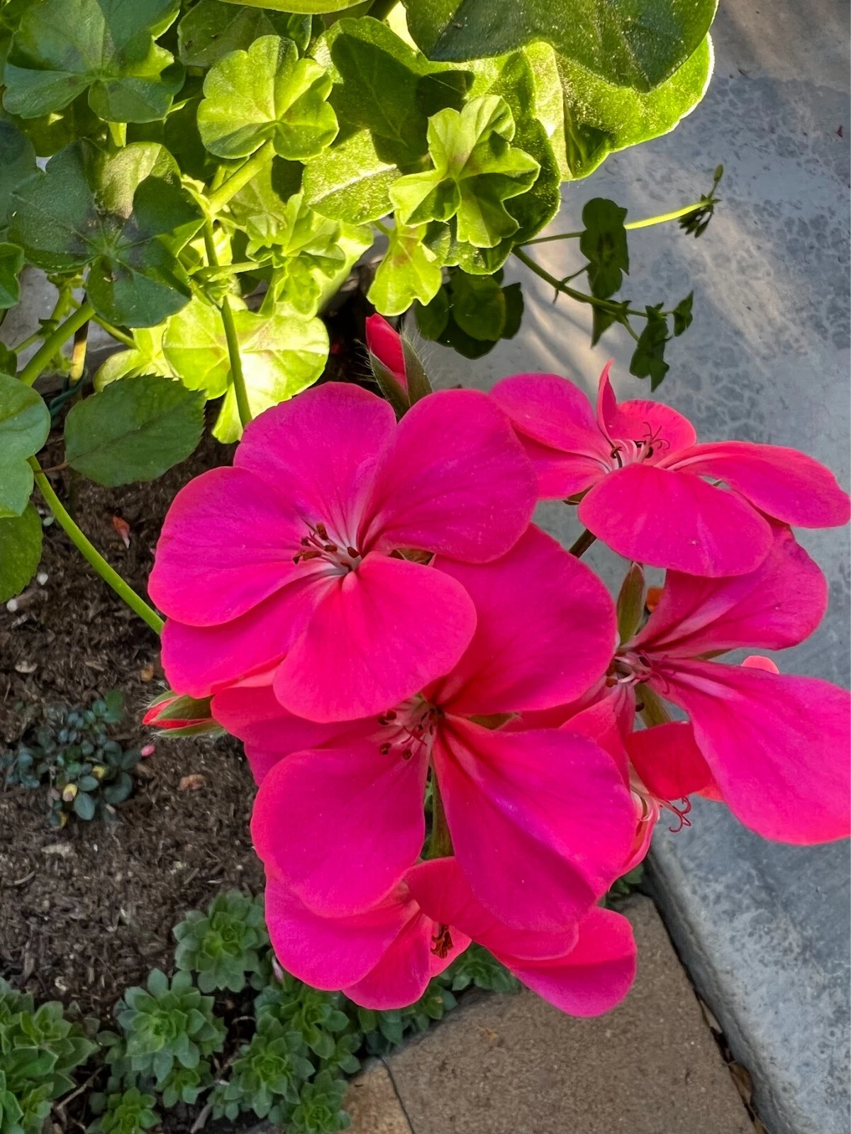 Hot Pink Ivy Geranium Cuttings, Pelargonium peltatum, Unrooted Trailing Flowering Plant, Container & Basket Propagation