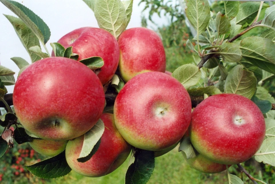 Candy Crisp Apple Scionwood Cuttings Set of 10 for Grafting | Malus domestica | Fruit Tree Propagation