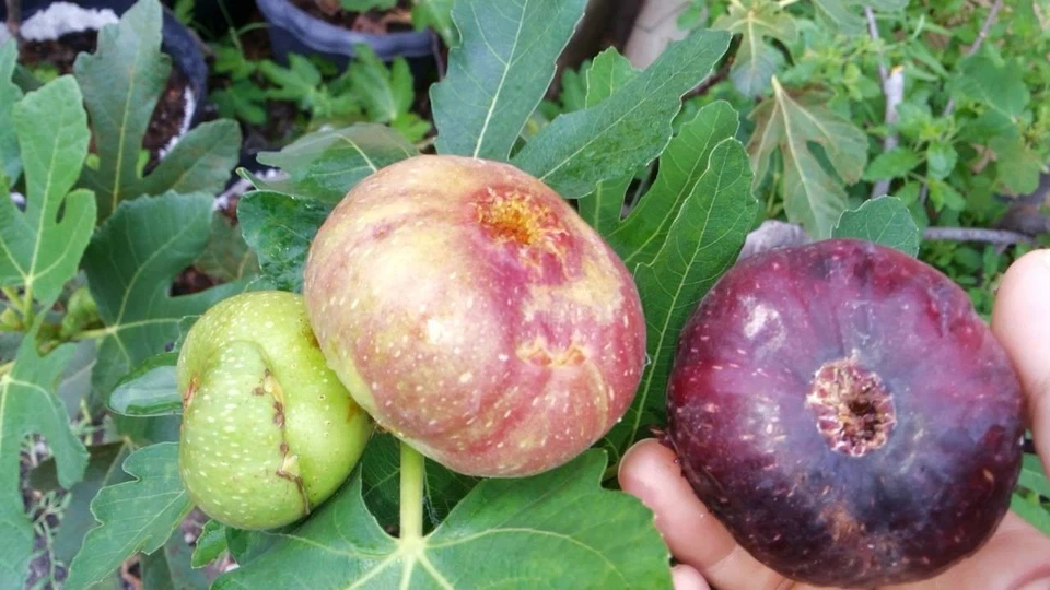 Black Jack Fig Tree Cuttings Live - 3 Unrooted Semi Dwarf Ficus carica Propagation Material