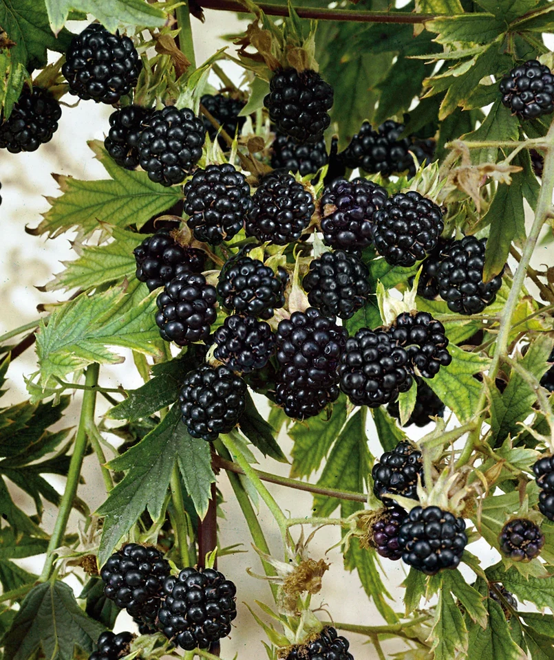 Blackberry Starter Plugs, Thornless Natchez Rubus ‘Natchez’ Fruit Shrubs for Garden & Container Planting