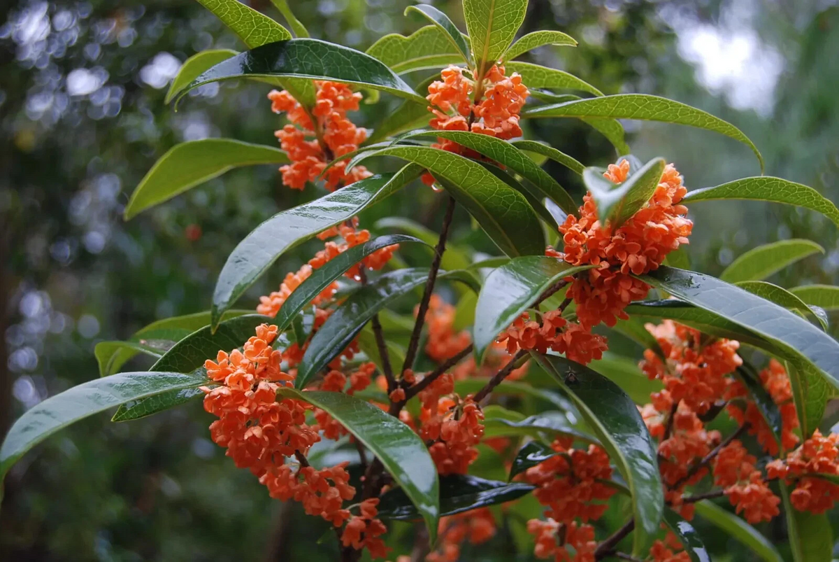 Apricot Echo Sweet Olive Starter Plant - Osmanthus fragrans Evergreen Shrub for Garden & Container