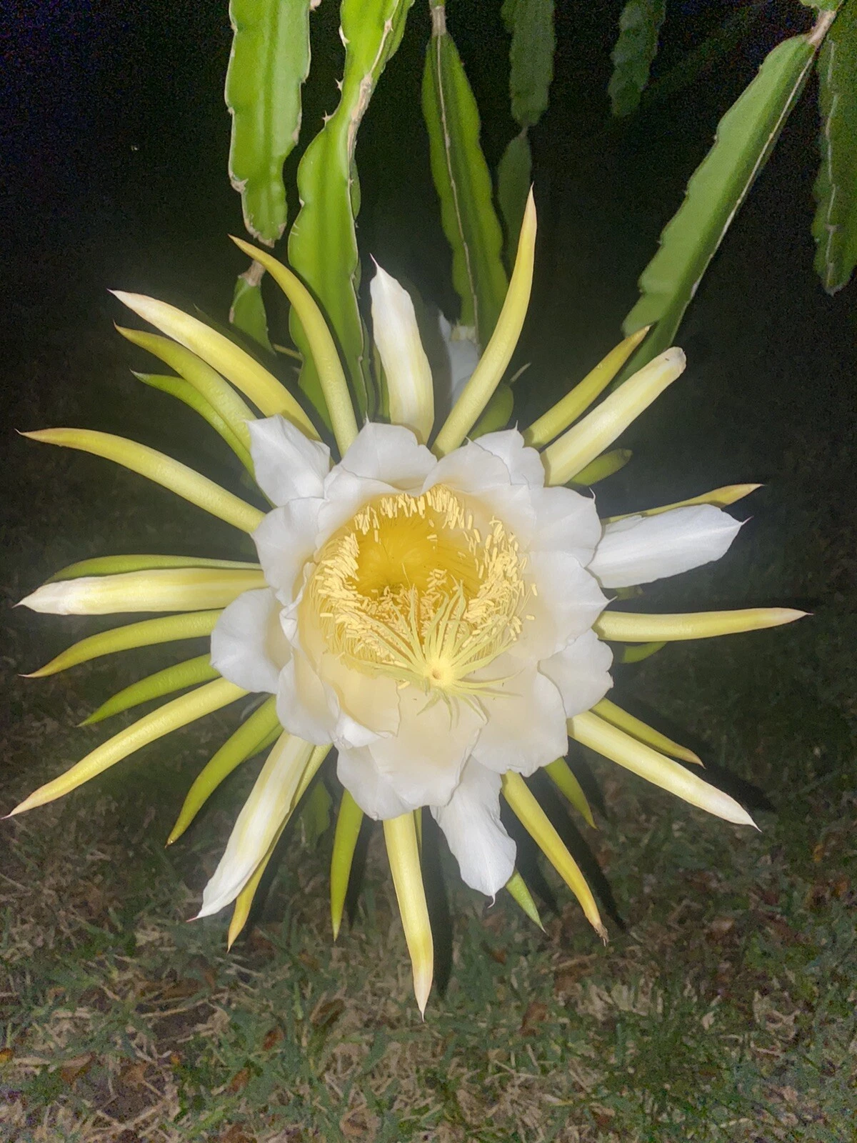 Night Blooming Cereus Plant - Epiphyllum Oxypetalum Orchid Cactus with White Flowers