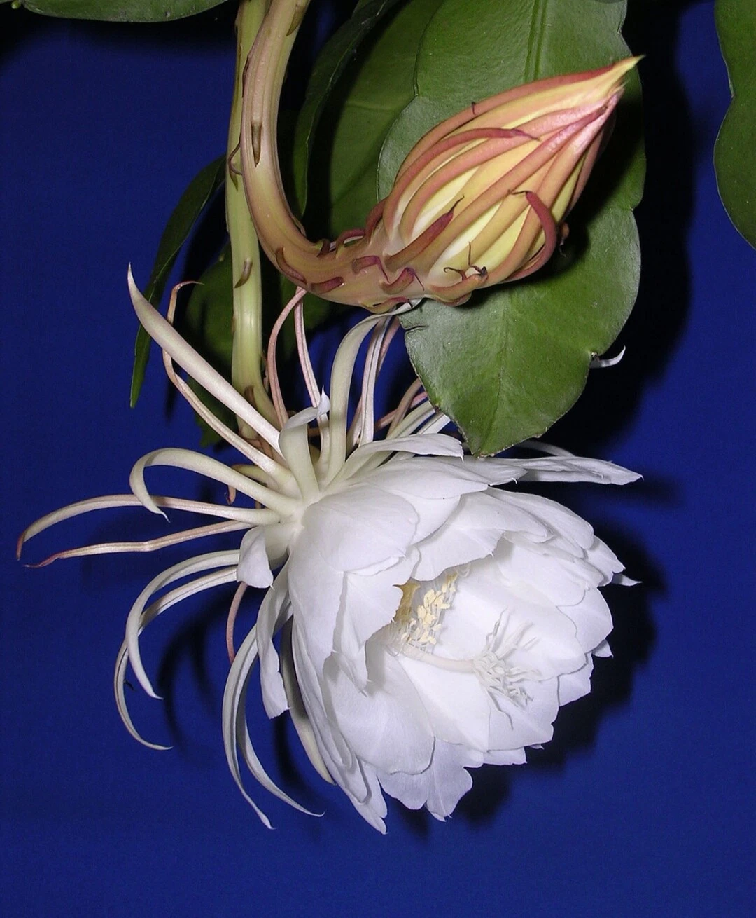 Night Blooming Cactus Cutting – Epiphyllum oxypetalum – 4-6 Inch Live Queen of the Night Planting Material