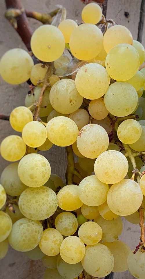 Golden Muscat Grape Cuttings – 4 Live Vitis vinifera Unrooted Cuttings with 2–3 Nodes for Grafting or Rooting