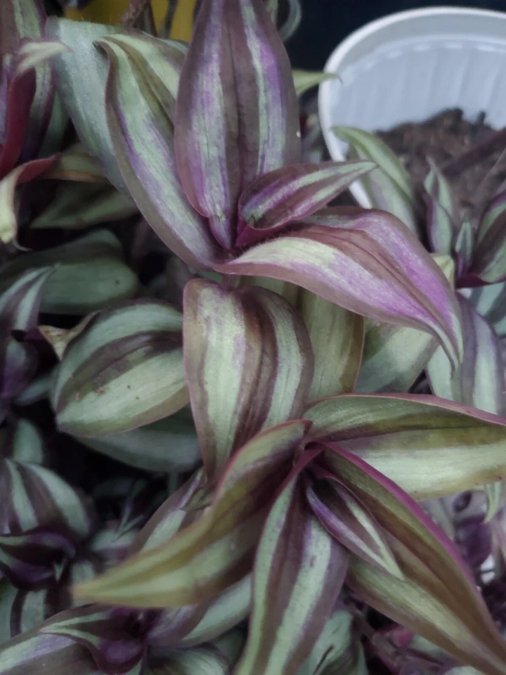 Tradescantia zebrina Plant Cuttings – 10 Live Purple Green Trailing Houseplant Propagation Material