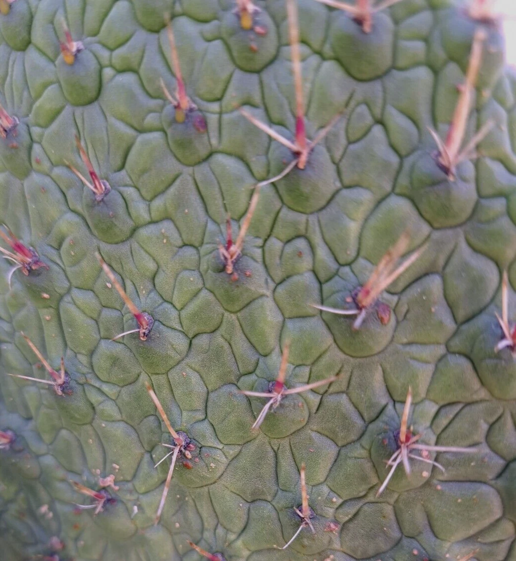 Live Consolea Moniliformis Cactus Cutting – 8-10 Inch Opuntia Propagation Unrooted Succulent Plant