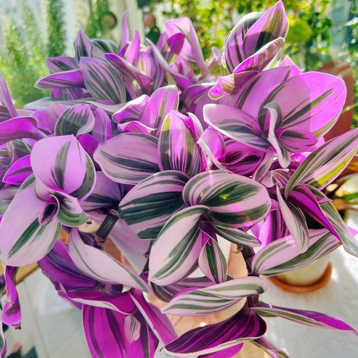 Tradescantia Nanouk Houseplant Cuttings – 3 Unrooted Stem Cuttings for Propagation, Pink Green Foliage, Indoor Plant, Tradescantia albiflora