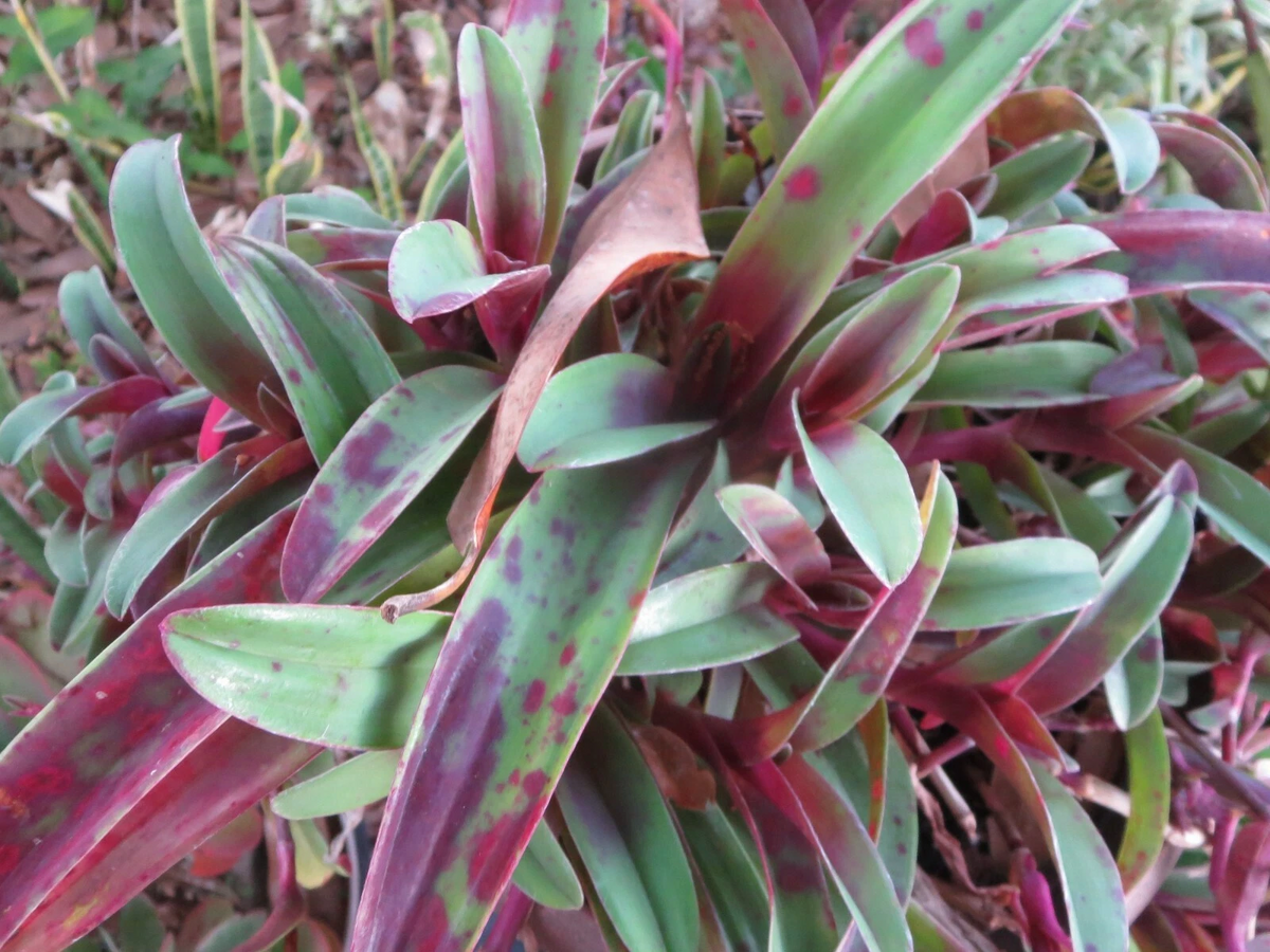 Wandering Jew Cuttings - Tradescantia pallida ‘Tampicana’ Unrooted Propagation Plant, Purple Foliage, Trailing Growth