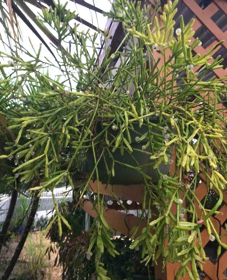 Rhipsalis edwaldiana Cuttings – 5 Fresh Mistletoe Cactus Trailing Epiphytic Houseplant Propagation